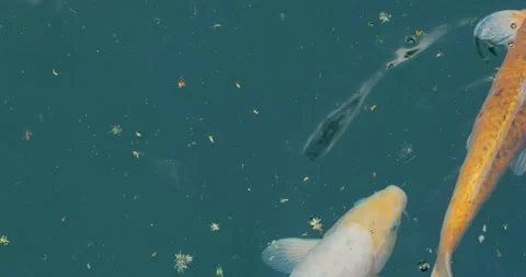 Koi fish close up Stock Footage 141585919
