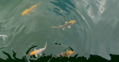 Koi fish close up Stock Footage 141586234