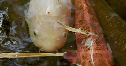 Koi Fish Close Up Stock Footage 280436919