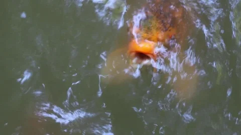 Koi fish close up in pond Video stock 71211071