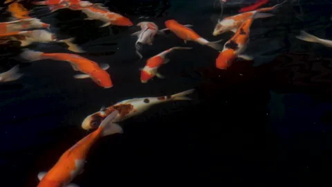 Koi fish close up view with dark background Stock Footage 149342693