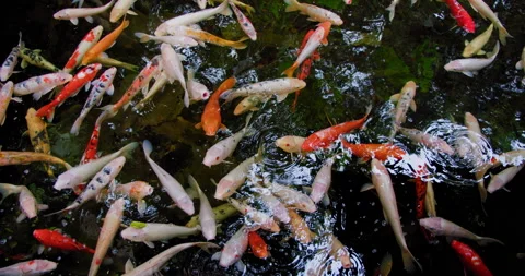 Koi fish, Cyprinus caprio, Cyprinus rubrofuscus swim with reflections and small Stock Footage 200436316