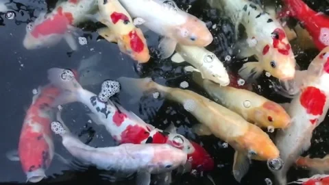 Koi fish Cyprinus Rubrofuscus Stock Footage 234733362