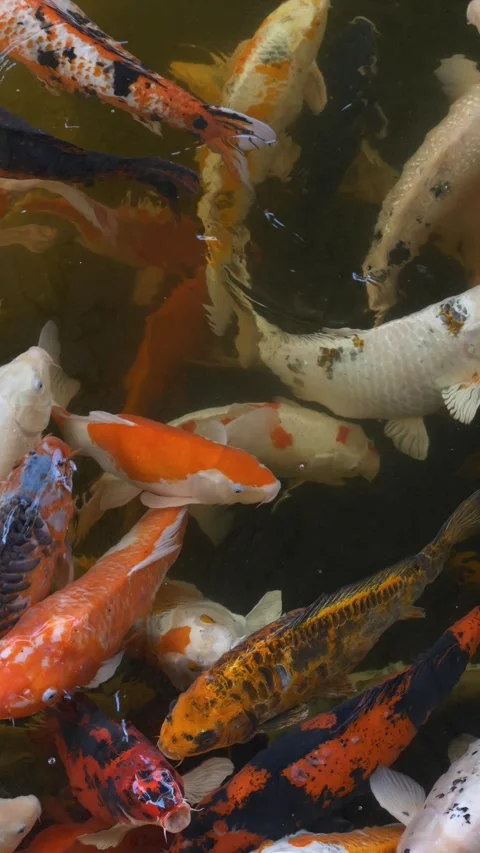 Koi fish Cyprinus rubrofuscus gliding gently through clear pond water, showing Stock Footage 321741060