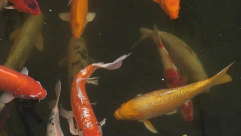 Koi fish Cyprinus rubrofuscus gliding gently through clear pond water, showing Stock Footage 321815138