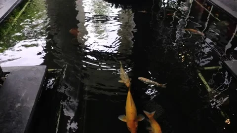 Koi fish (Cyprinus rubrofuscus) in ponds Video stock 151066312