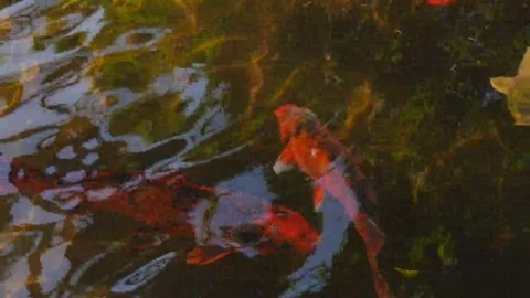 Koi Fish discuss including an outsider to their party. Stock Footage 69253560