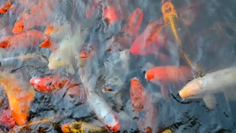 Koi Fish Eating in Pond Vídeos de archivo 75943091