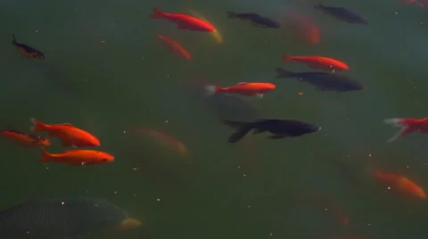 Koi fish, Fancy Carp fish swimming in The pond . 库存影片 68789130