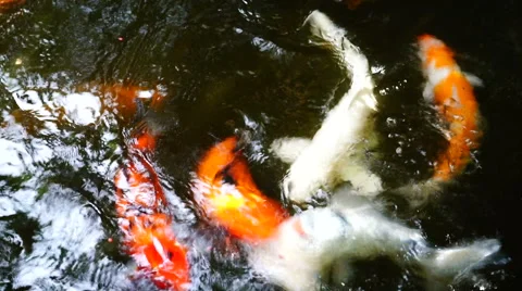 Koi fish feeding Stock-Footage 62374101
