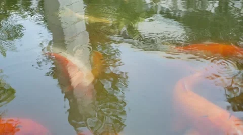 Koi Fish Feeding in a Pond, 4K, Stock Footage 59797719