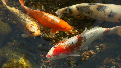 Goldfish Feeding Koi Carp Kaytee Koi's Choice Blue Ridge Fish