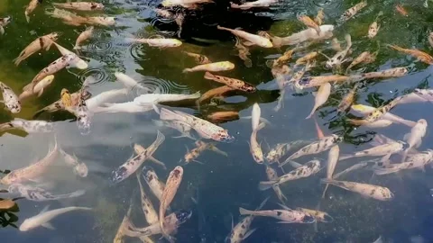Koi fish in a fish pond 動画素材 203929981