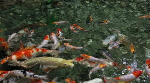 The Koi fish floating on the surface of the pond Stock Footage 37202059