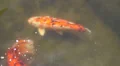 Koi Fish in Florida Gardens HD Footage