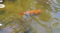 Koi Fish in Florida Gardens HD Footage