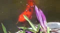 Koi Fish in Florida Gardens HD Footage