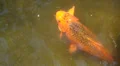 Koi Fish in Florida Gardens HD Footage