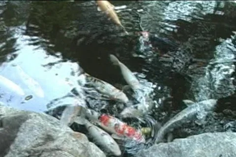 Koi-fish 库存影片 125548