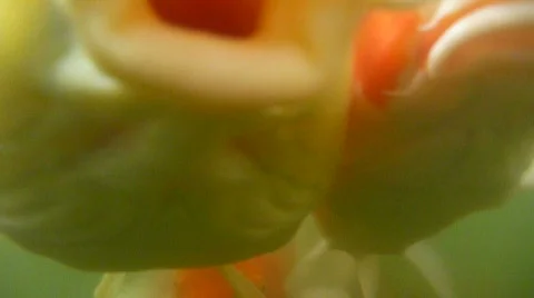 Koi Fish Stock Footage 649782