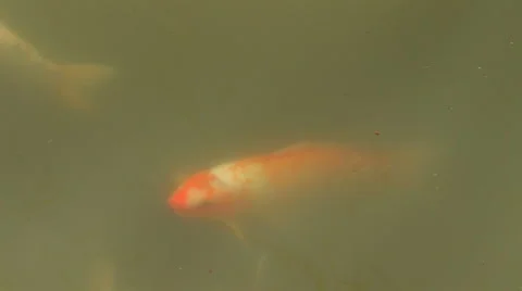 Koi fish Stock Footage 1071447