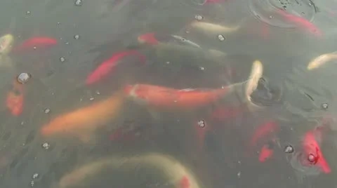 Koi fish Stock Footage 10911276