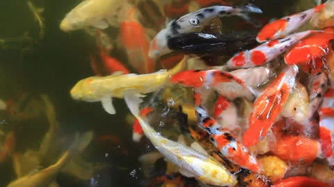 Koi fish Vídeo Stock 26306301