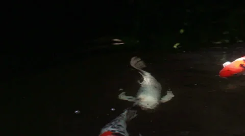 Koi Fish Stock Footage 35731227