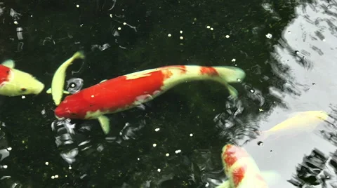 Koi Fish Stock Footage 43070851
