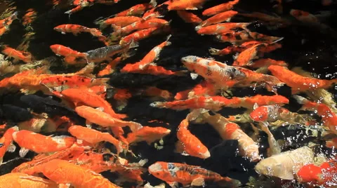 Koi fish Stock Footage 48215161