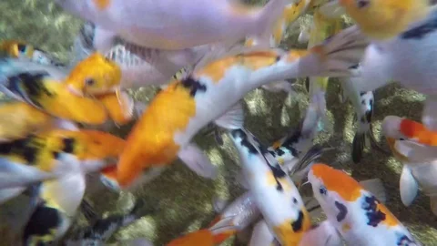 Koi fish Stock Footage 75363182