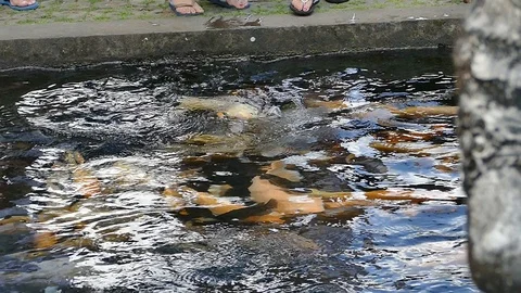 Koi fish Stock Footage 86758966