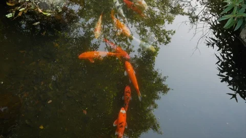 Koi Fish Stock Footage 87597388