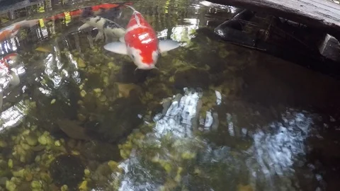 Koi fish Stock Footage 98330192