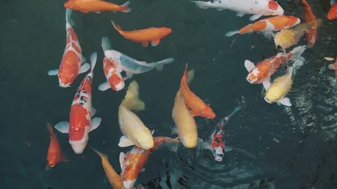 Koi fish Stock Footage 100145375