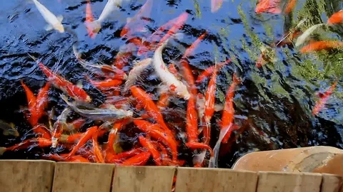 Koi Fish Stock Footage 102149824