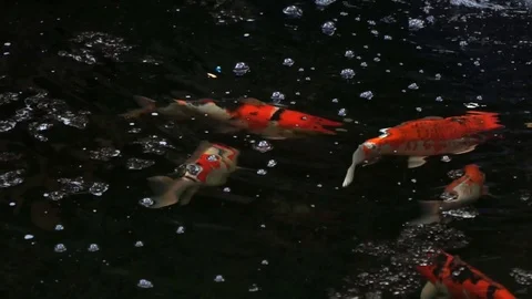 Koi Fish Stock Footage 104684613