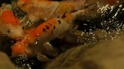 Koi fish Stock Footage 105427474