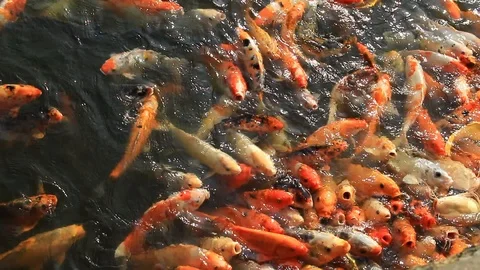 Koi fish Stock Footage 109563654