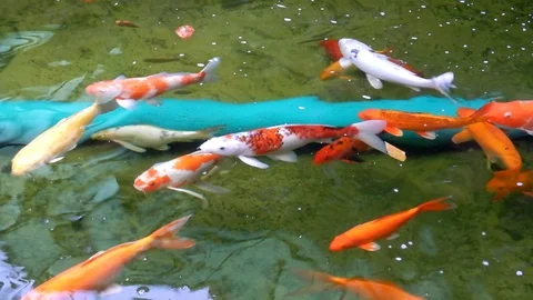 Koi fish Stock Footage 120457810