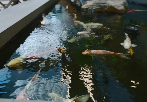 Koi Fish Vidéo 129792773
