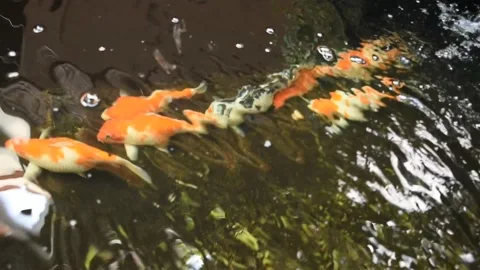 Koi Fish Stock Footage 132232649