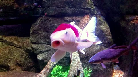 Koi Fish Video stock 137741642