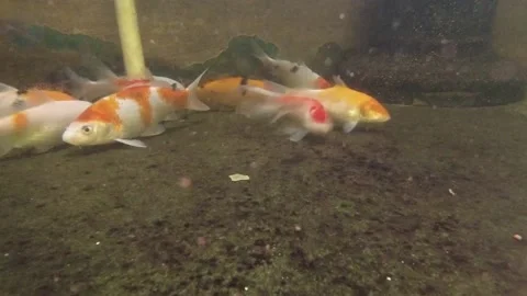 Koi Fish Video stock 139783097