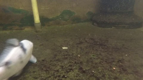 Koi Fish Video stock 139783114