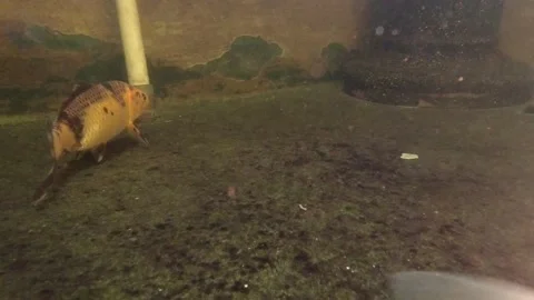 Koi Fish Video stock 139783135