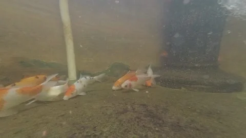 Koi Fish Video stock 139783153