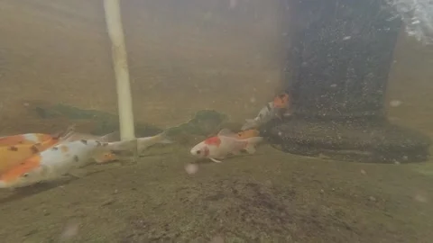 Koi Fish Video stock 139783171