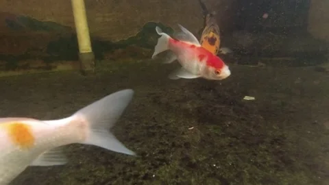 Koi Fish Video stock 139783200
