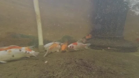 Koi Fish Video stock 139783214